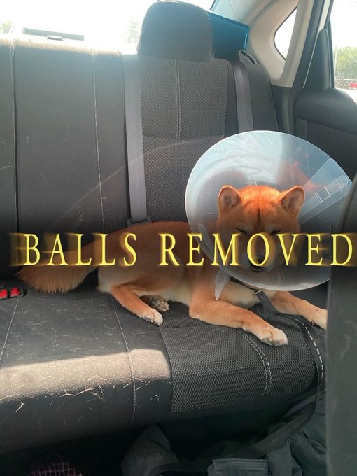 A dingo or Shiba Inu-type dog resting on a car back seat wearing a protective cone, with overlaid yellow text reading 'BALLS REMOVED'.
