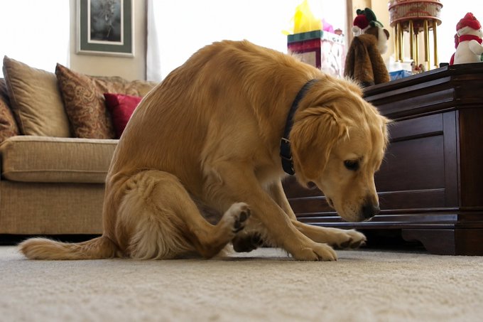 A golden retriever wearing a black collar sits on a carpet, scratching its ear with its hind leg in a living room setting.