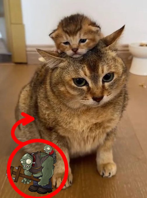 An adult tabby cat with a small kitten resting on its head sits on a wooden floor, while a circled cartoon zombie character from the game *Plants vs. Zombies* points toward the cat in the corner.