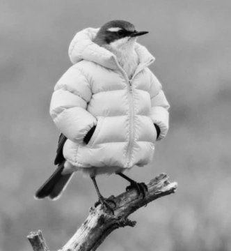 A black and white photograph of a small bird perched on a branch, humorously wearing a white puffer jacket.