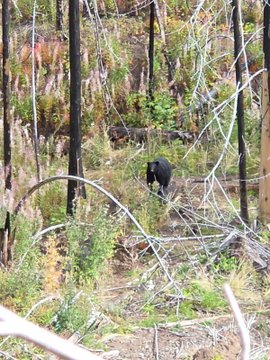 A black bear walking through a forest area with fallen branches, dry grass, and sparse trees, appearing to move through a recently disturbed landscape.