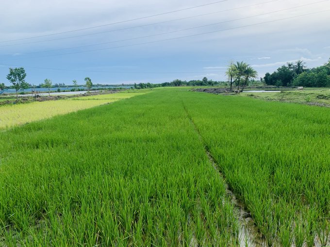 A scenic view of lush green rice paddies stretching into the distance under a cloudy blue sky, with palm trees lining the background.
