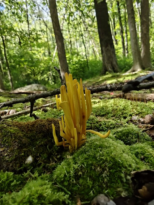 Bright yellow coral-like fungi grow from a moss-covered log on the floor of a sunlit forest.