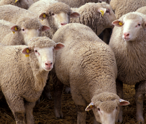 A close-up view of a flock of thick-fleeced sheep with yellow ear tags, standing together on hay.