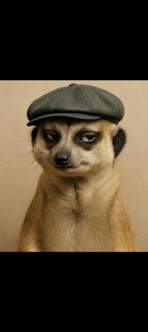 A meerkat wearing a gray flat cap has a sleepy, half-lidded expression against a plain beige background.