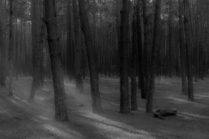 A misty black-and-white forest scene with tall, slender tree trunks casting long shadows across a sandy path, evoking the quiet, ethereal mood of "Whisper of Shadows," a 2/6 limited edition artwork available for 8 XTZ.