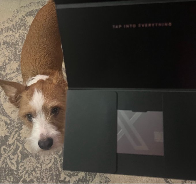 A small brown and white dog lies on a patterned carpet next to a dark green box displaying a card with the 'X' logo and text reading 'TAP INTO EVERYTHING'.