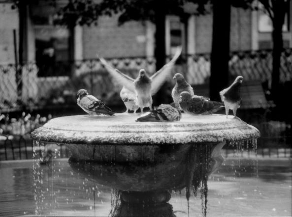 A black and white photograph shows several pigeons perched on the edge of a stone fountain, with one bird spreading its wings.