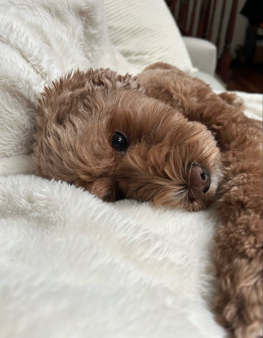 A close-up of a brown curly-haired dog lying peacefully on a fluffy white blanket.