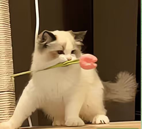 A fluffy Ragdoll cat adorably holds a pink tulip in its mouth, with a scrunched-up, almost grumpy expression. The cute, slightly chaotic image humorously mirrors the post's hype about #币有, suggesting the "alpha" pick is as charmingly unexpected (and potentially risky) as a cat biting into a flower.