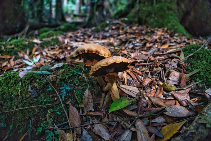 Two brown-capped mushrooms grow from a forest floor blanketed in fallen brown leaves, surrounded by patches of green moss and small plants.