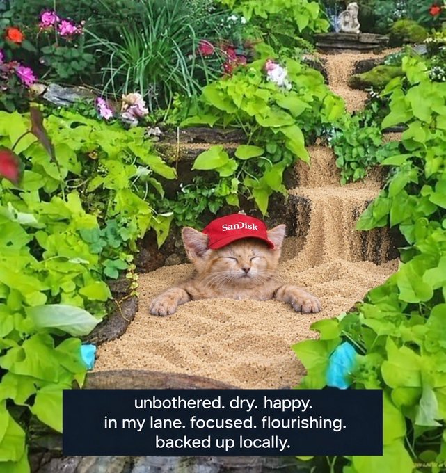A content orange tabby cat wearing a red "SanDisk" cap relaxes serenely in a small stream of sand surrounded by lush garden greenery, with text overlay reading "unbothered. dry. happy. in my lane. focused. flourishing. backed up locally."—a cozy feline pun riffing on the $SNDK ticker and playing on "sand" kitten/sand-isk wordplay.