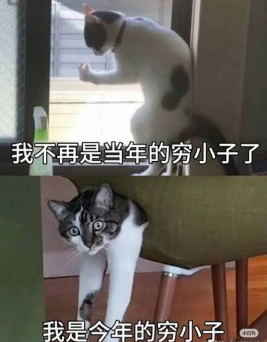 A meme showing two cats with Chinese text: the top cat reads "我不再是当年的穷小子了" (I'm no longer the poor kid from back then) and the bottom cat reads "我是今年的穷小子" (I'm this year's poor kid), humorously illustrating the post's lament about repeatedly failing to earn airdrop allocations from projects like @squidrouter despite investing effort and referrals.