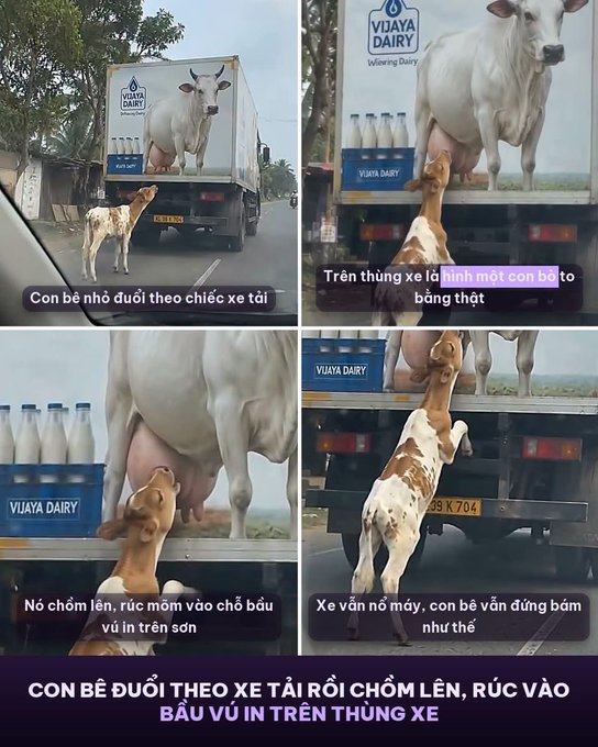 A small calf chases a Vijay Dairy truck and attempts to suckle on the printed image of a cow's udder on the truck's side, with Vietnamese captions describing the calf's delusional behavior ("Con bê đuổi theo chiếc xe tải," "Trên thùng xe lại có hình một con bò to bằng thật," "Nó chồm lên, rúc mõm vào chỗ bầu vú in trên sơn," "Xe vẫn nổ máy, con bê vẫn đứng bám như thế") and a bold bottom caption ("CON BÊ ĐUỔI THEO XE TẢIRỒI CHỒM LÊN, RÚC VÀO BẦU VÚ IN TRÊN THÙNG XE"). The