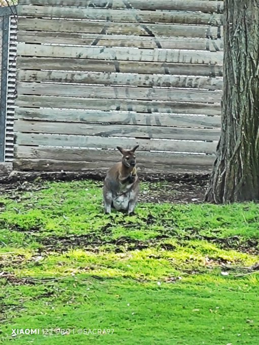 A small wallaby or pademelon stands on green grass near a wooden fence and a tree trunk, captured with a XIAOMI 12T PRO camera watermark '©SACRA97'.