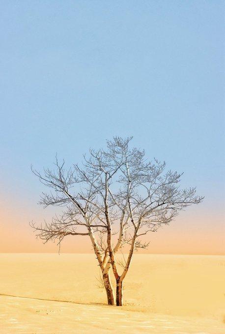 A lone leafless tree stands in a desert landscape with pale sand dunes under a gradient blue and peach sky.