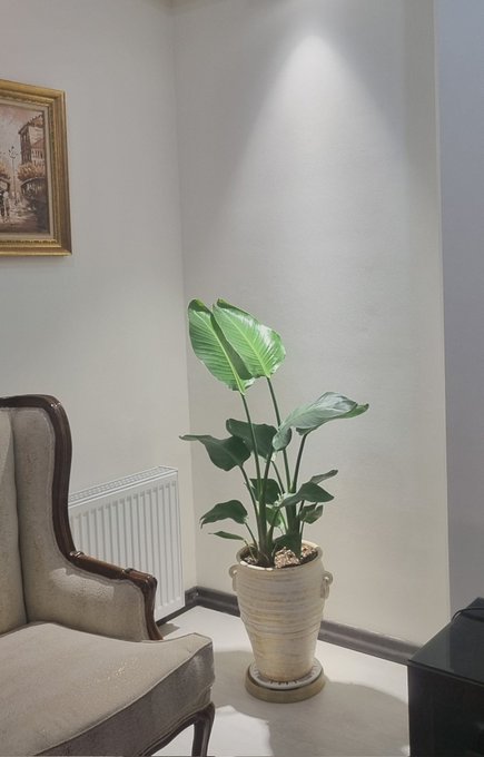 A living room corner featuring a potted green plant in a beige ceramic pot, positioned next to a beige chair and under a wall spotlight.