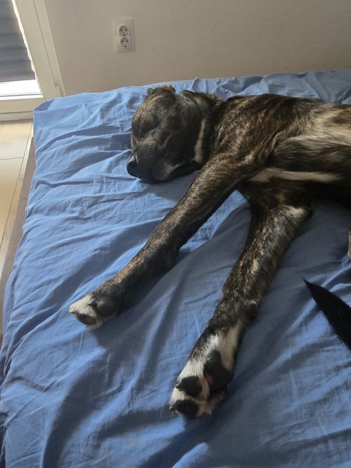 A brindle-colored dog is sleeping stretched out on a blue blanket on a bed, with an electrical outlet visible on the wall behind.