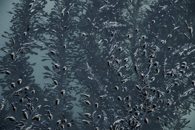 A dark, moody close-up view of fish swimming in murky water with reflections on the surface.