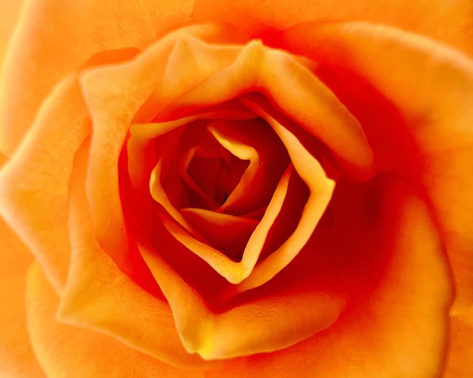 A macro photograph capturing the tightly spiraled center of an orange rose with rich gradient petals.